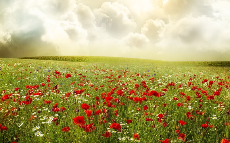 Field of wildflowers under cloudy sky