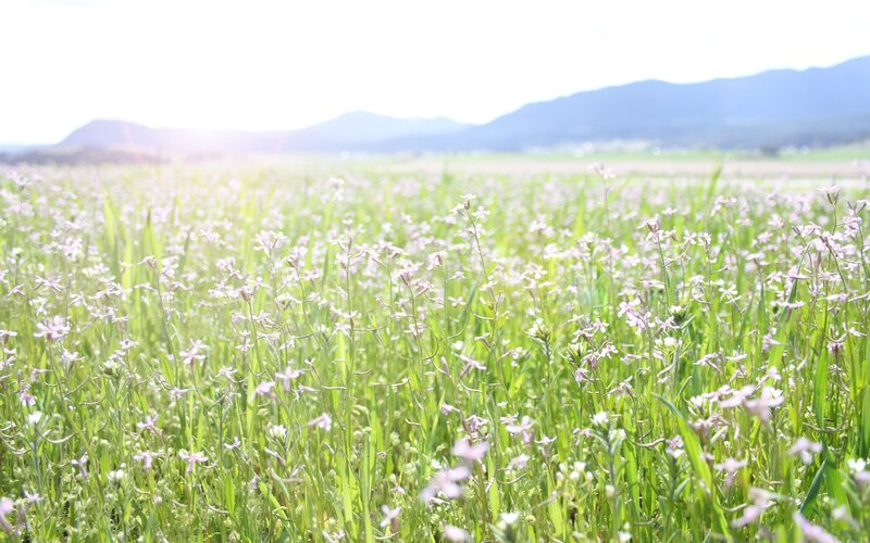 Field of wildflowers with mountains