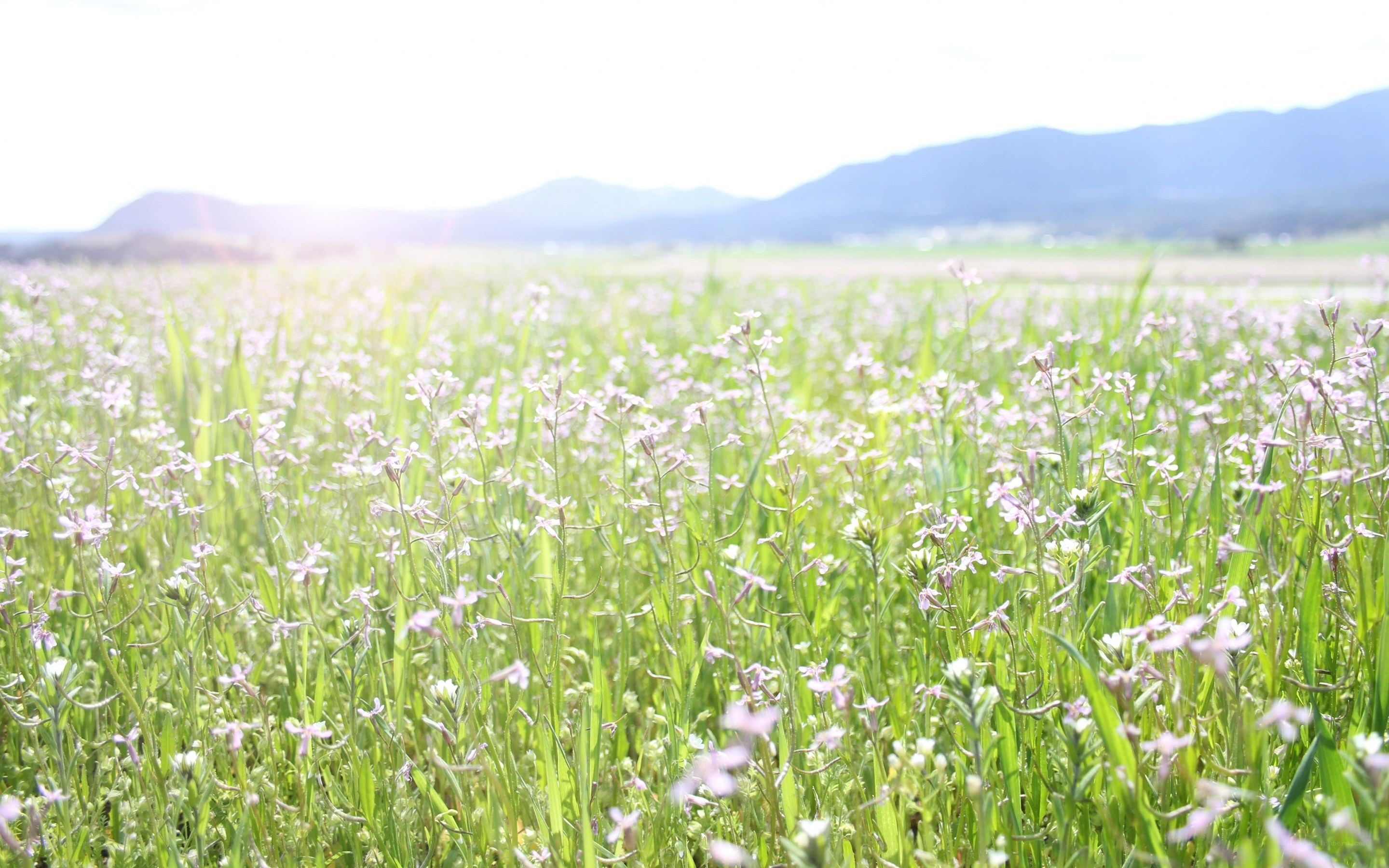 Field of wildflowers with mountains