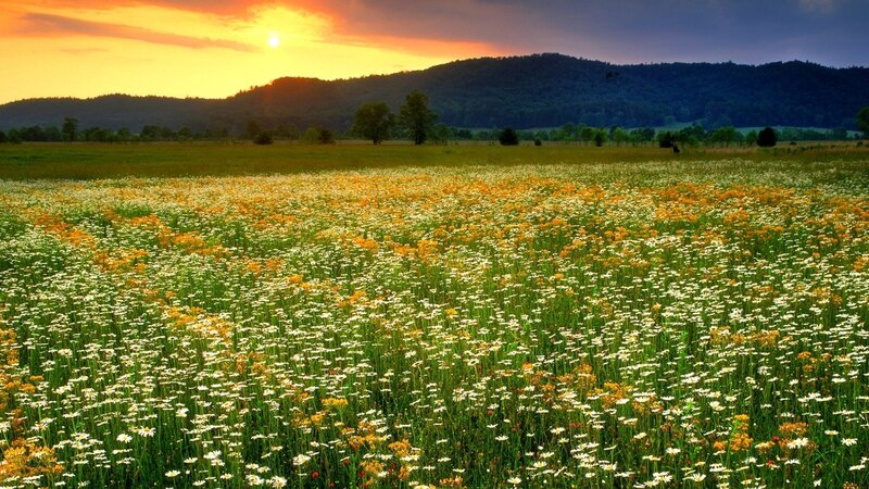 Field of Wildflowers — Yellow