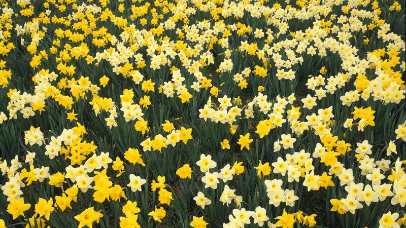 Field of yellow and white daffodils