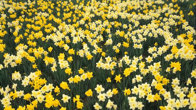 Field of yellow and white daffodils