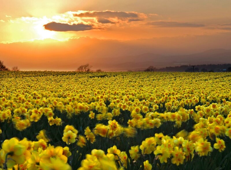 Field of Yellow Daffodils — Serene
