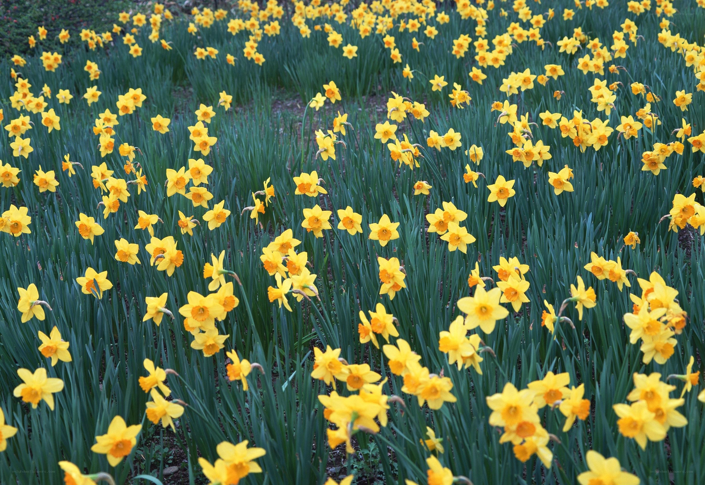 Field of yellow daffodils