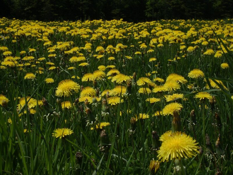 Field of yellow dandelions