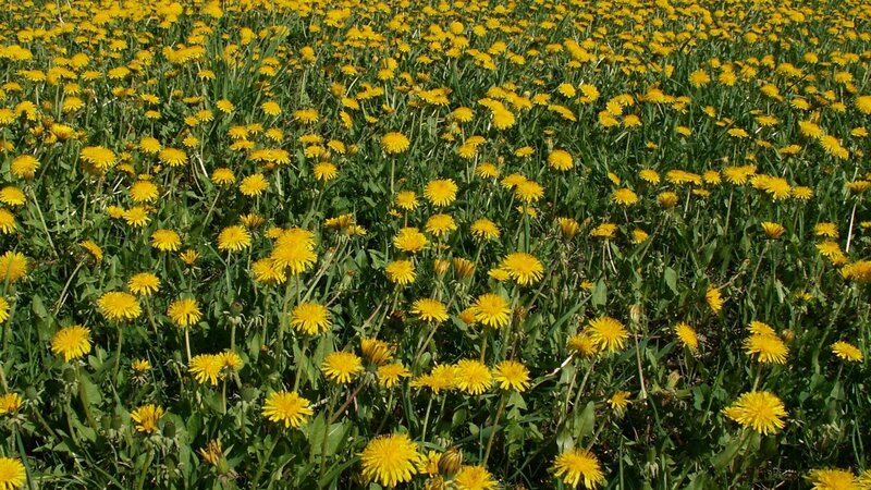 field of yellow dandelions