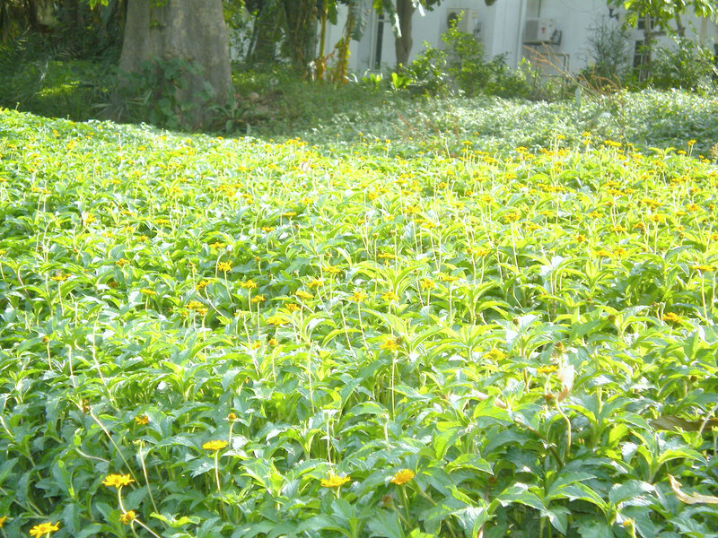 Field of yellow flowers