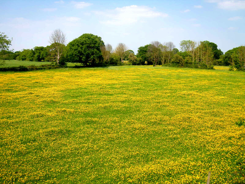 Field of yellow flowers