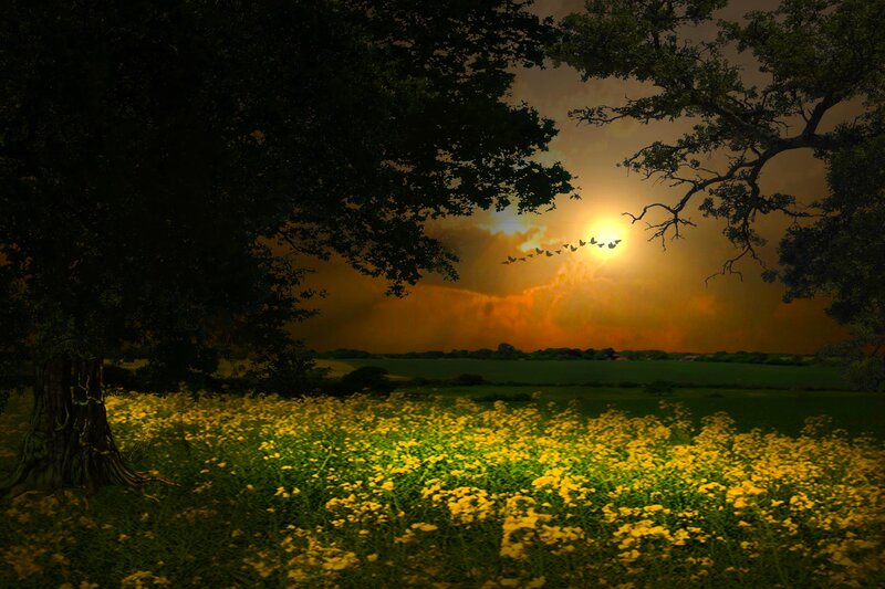 Field of Yellow Flowers — Dramatic, Sunset, Digital Art