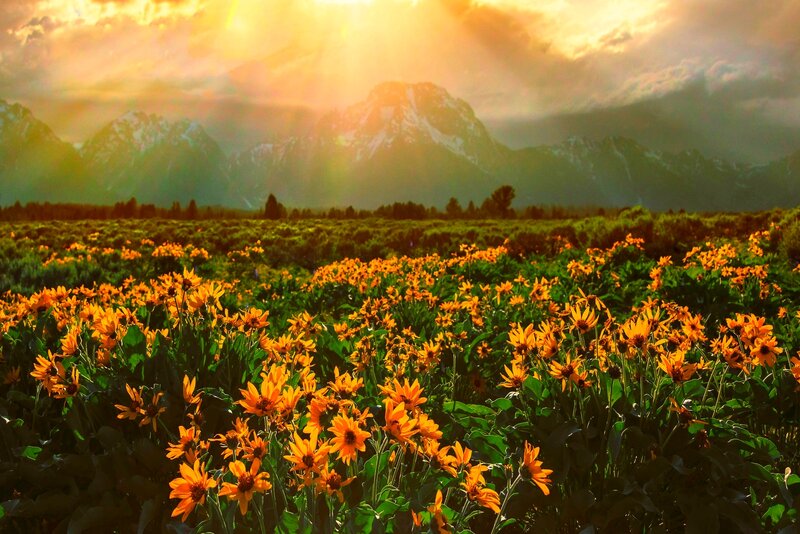 Field of Yellow Flowers — Dramatic, Sunset, Photograph, Mountains