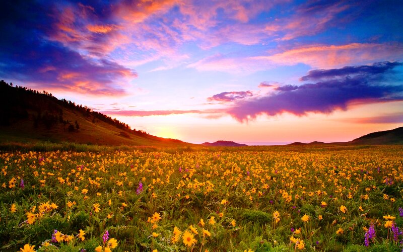 Field of Yellow Flowers — Dramatic, Sunset, Photograph