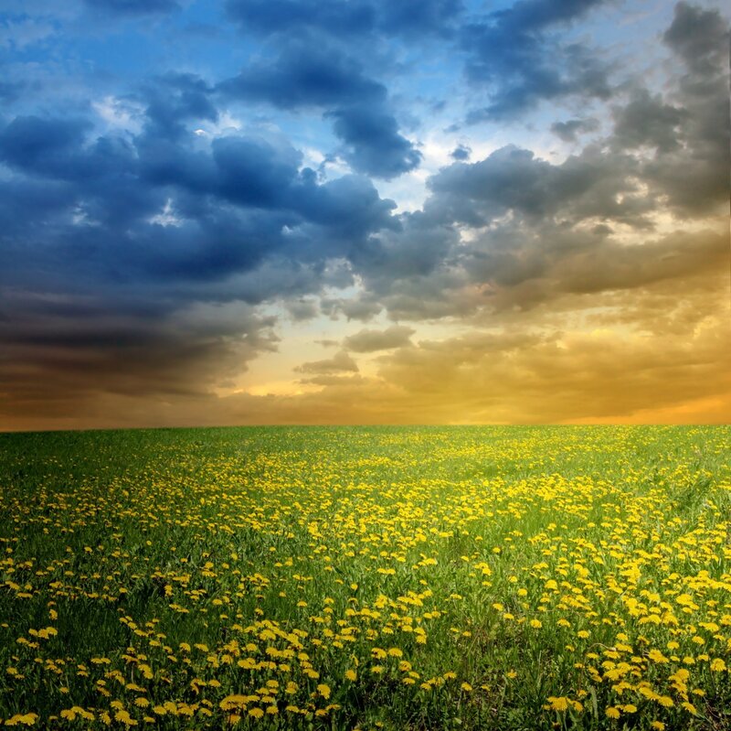 Field of Yellow Flowers — Dramatic, Sunset