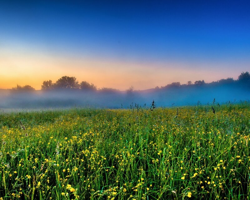 Field of Yellow Flowers — Green, Serene, Sunrise
