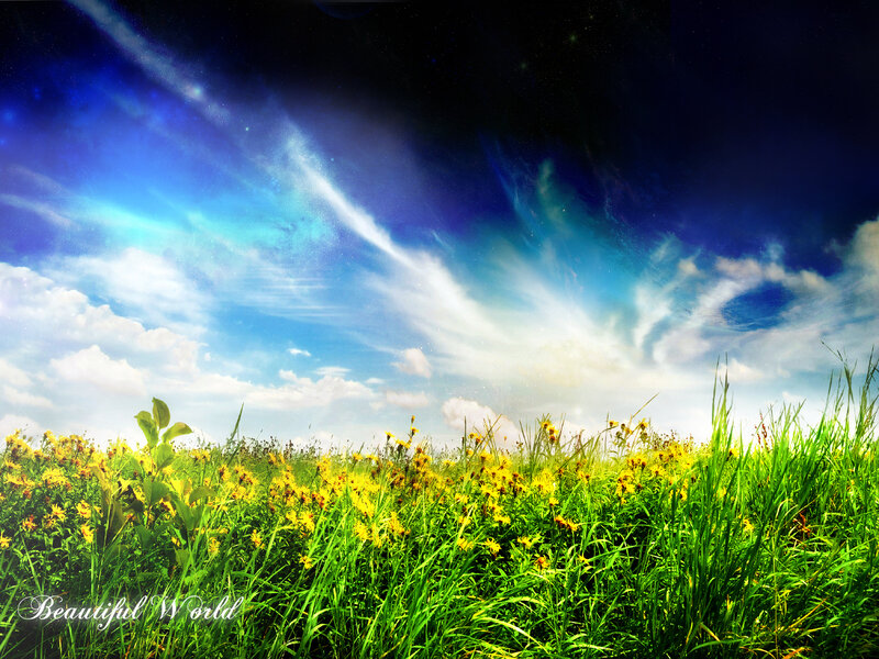 Field of Yellow Flowers — Green, Serene