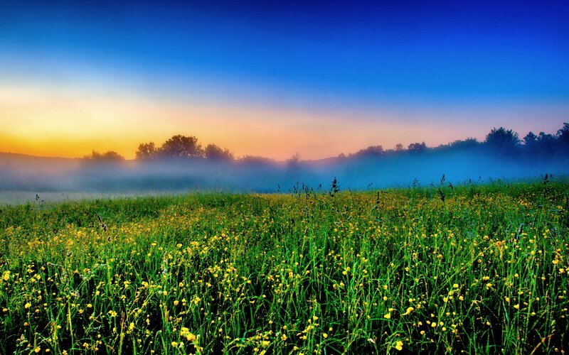 Field of Yellow Flowers — Green