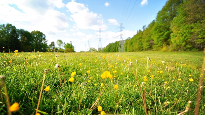 Field of yellow flowers in spring