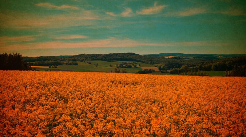 Field of Yellow Flowers — Orange, Serene, Afternoon