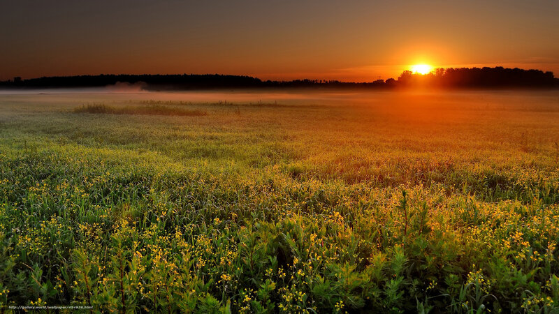 Field of Yellow Flowers — Orange, Serene, Sunrise