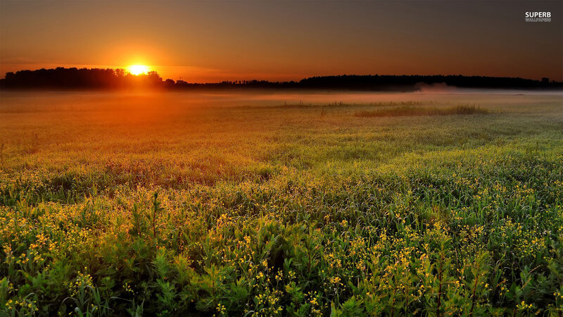 Field of Yellow Flowers — Orange