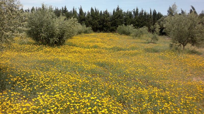 Field of Yellow Flowers — Serene, Afternoon, Photograph