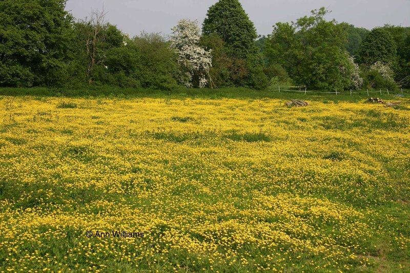 Field of Yellow Flowers — Serene, Spring