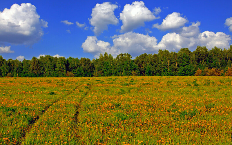 Field of Yellow Flowers — Serene