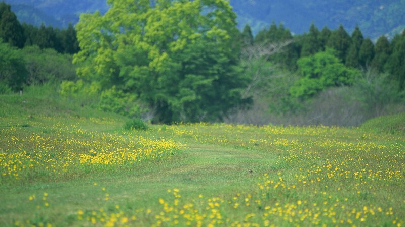 Field of yellow flowers