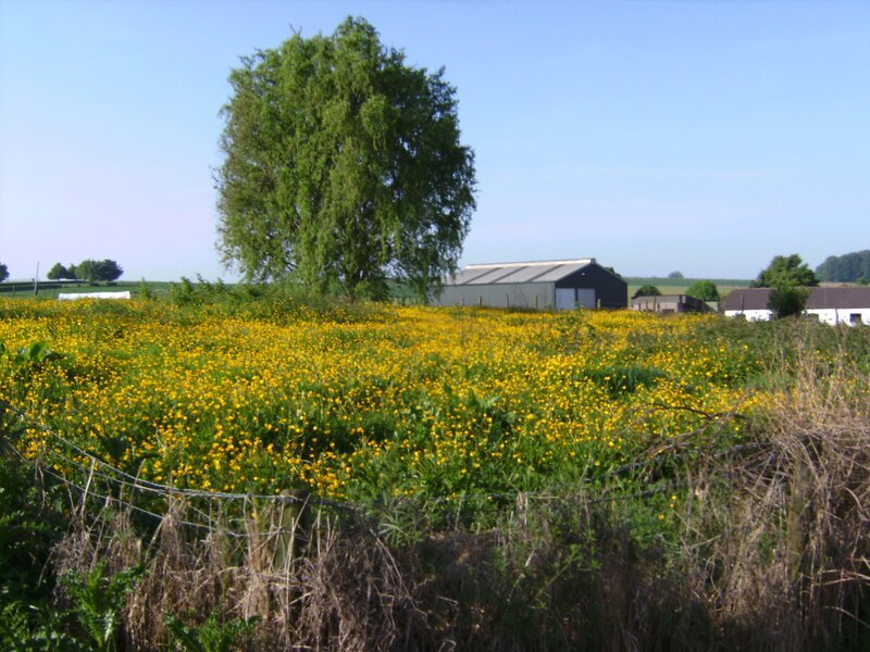 Field of yellow flowers with barn