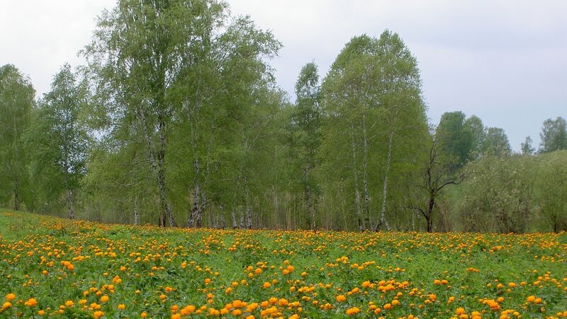 Field of yellow flowers with trees