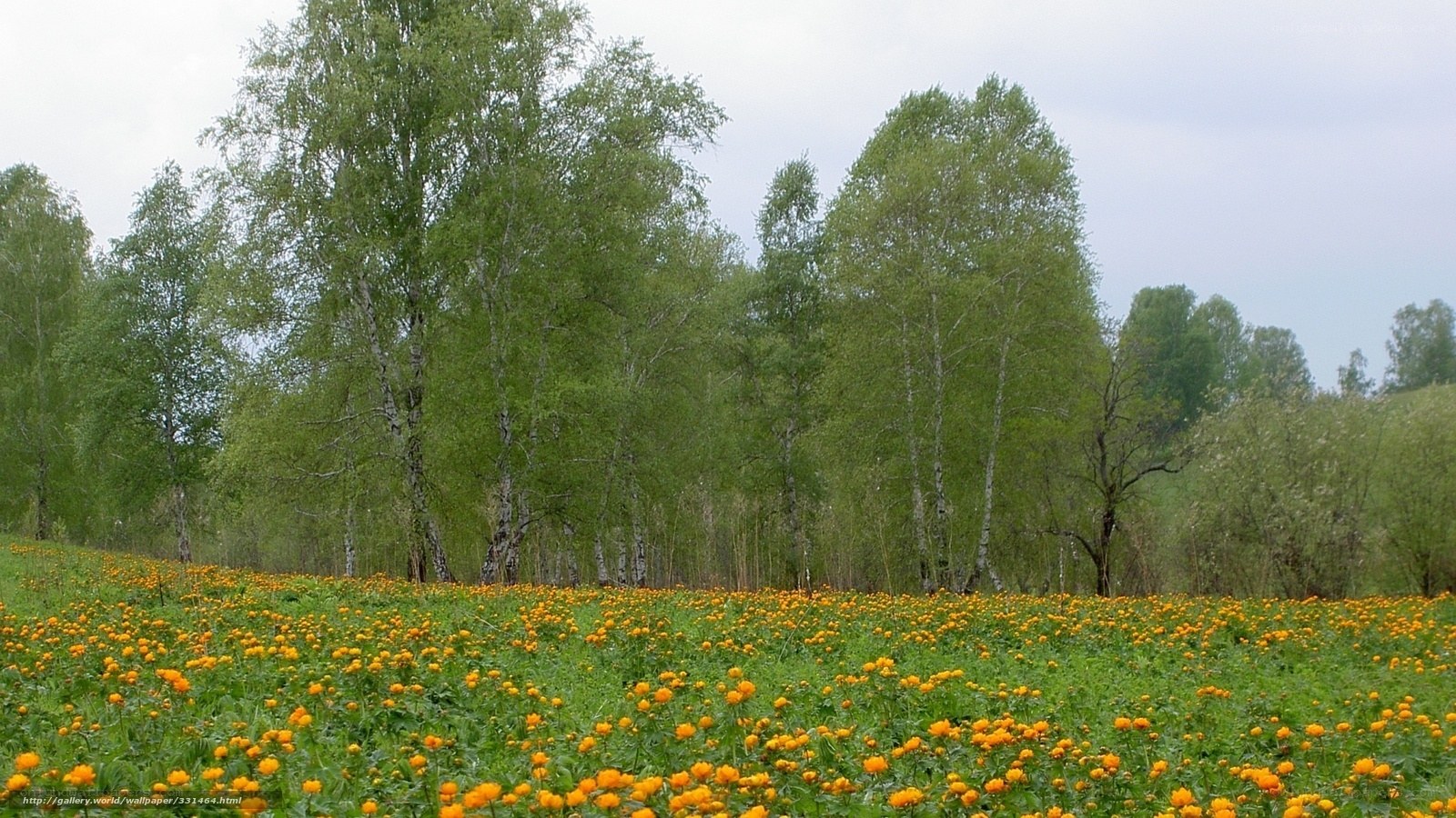 Field of yellow flowers with trees