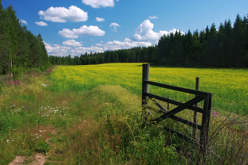 Field of yellow flowers with wooden gate
