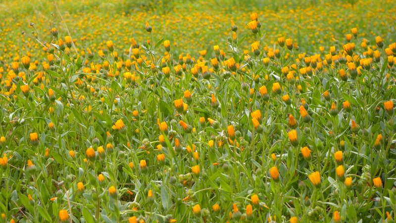 field of yellow wildflowers