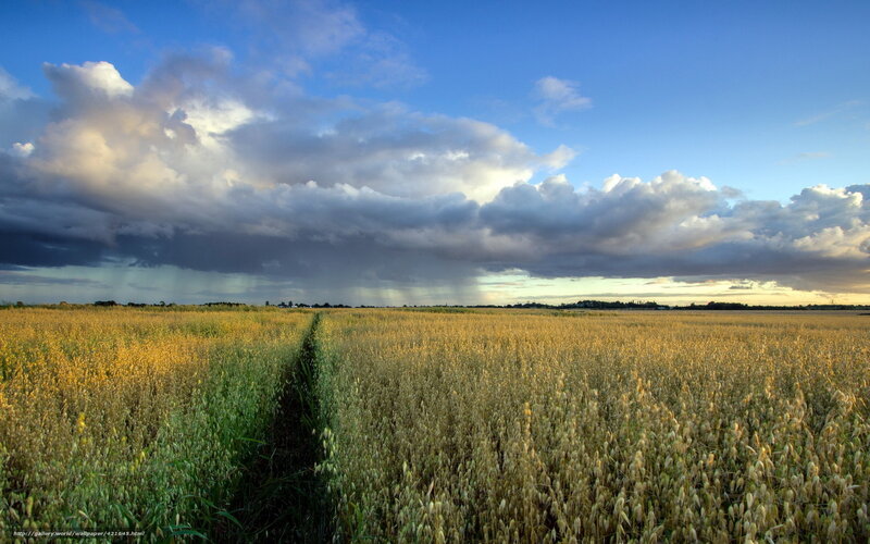 Field under stormy sky