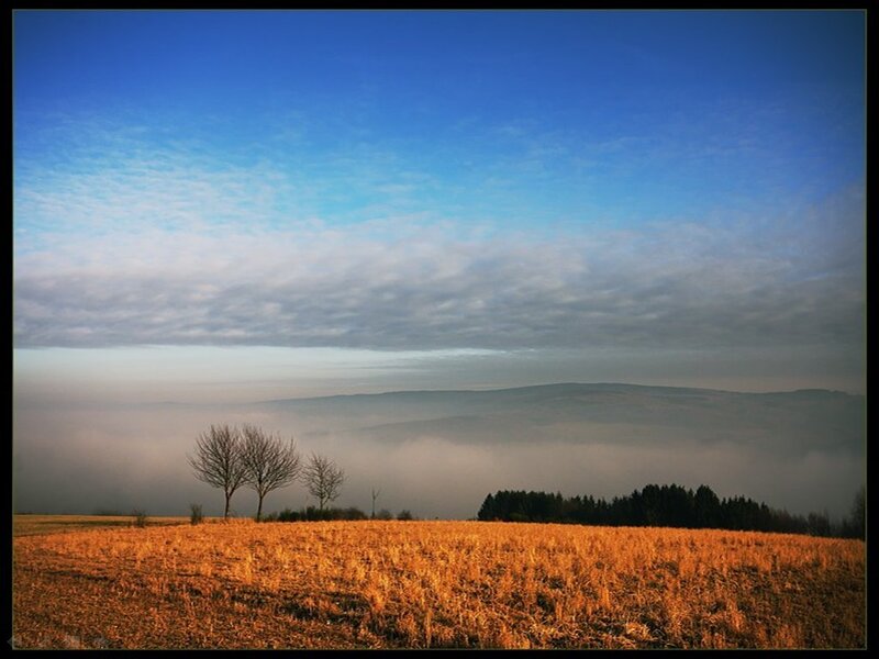 Field with Bare Trees