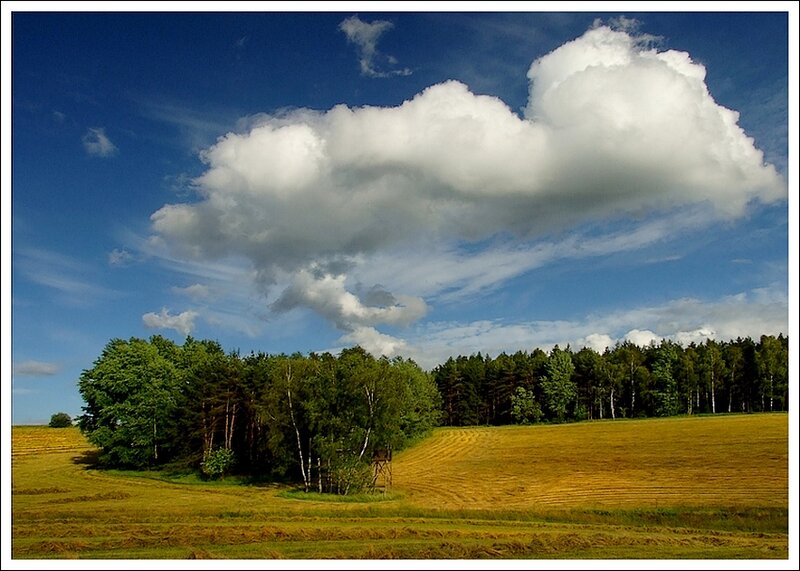 Field with Forest and Cloud