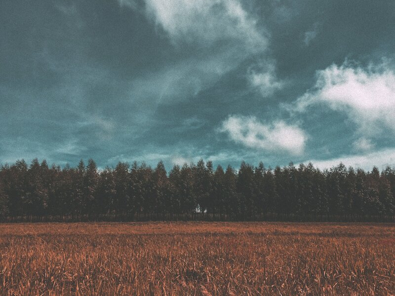 Field with forest under cloudy sky