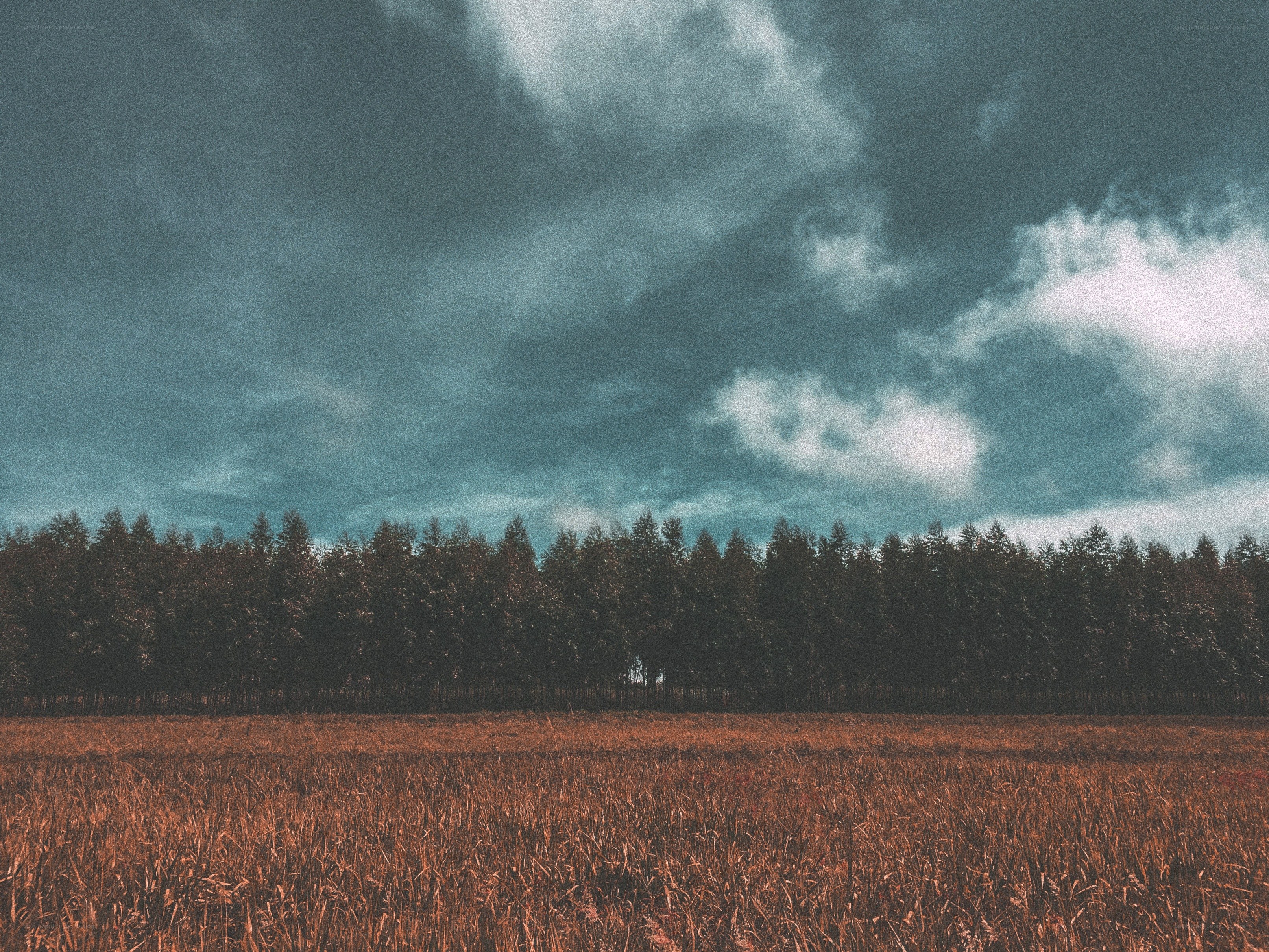 Field with forest under cloudy sky