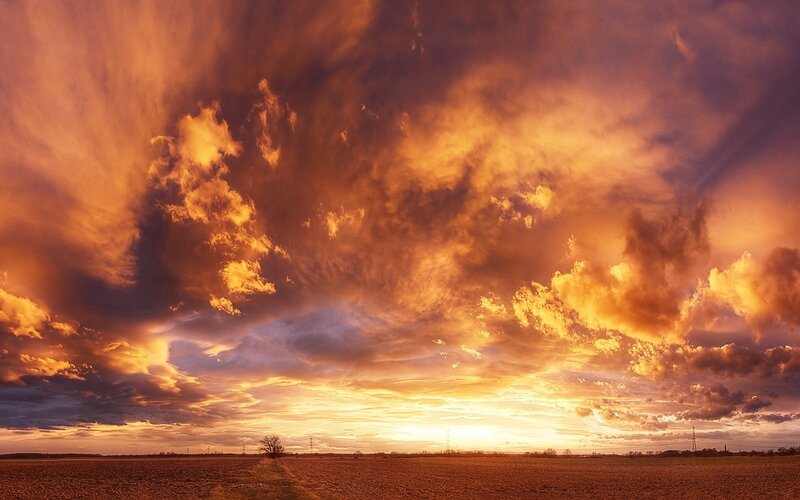 Field with Lone Tree