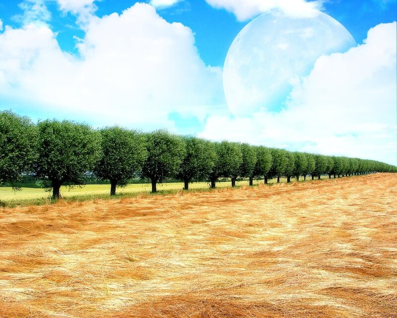 Field with Moon in Sky