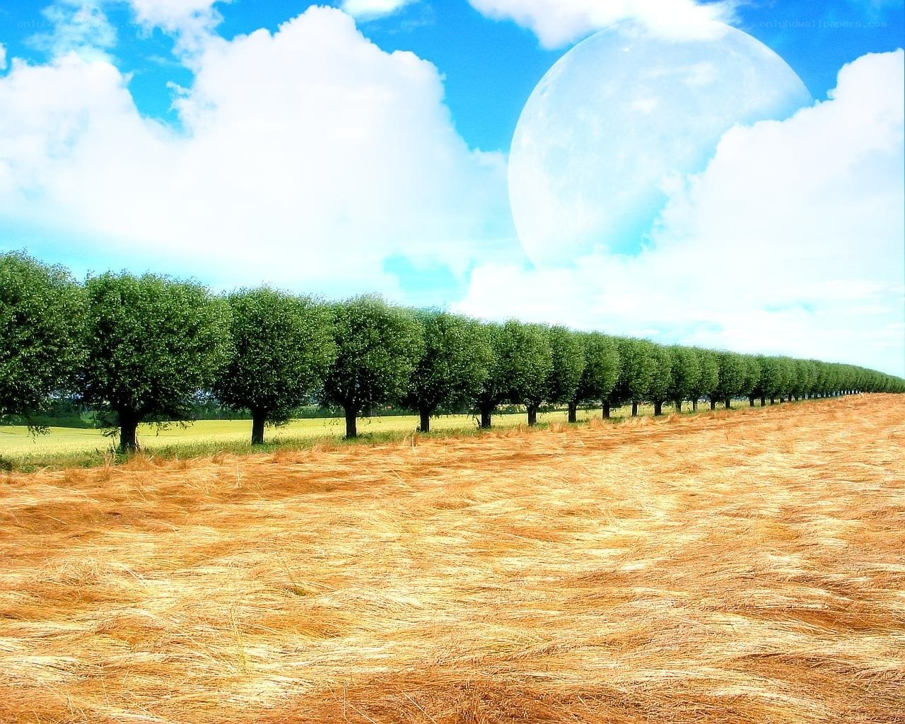 Field with Moon in Sky
