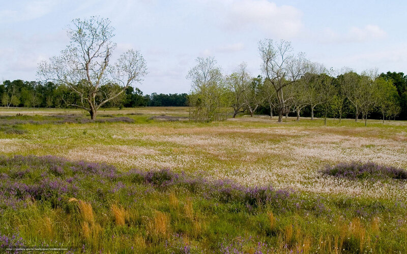 Field with Purple Flowers