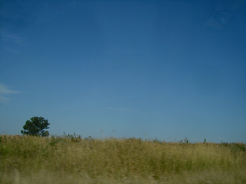 field with tree under blue sky