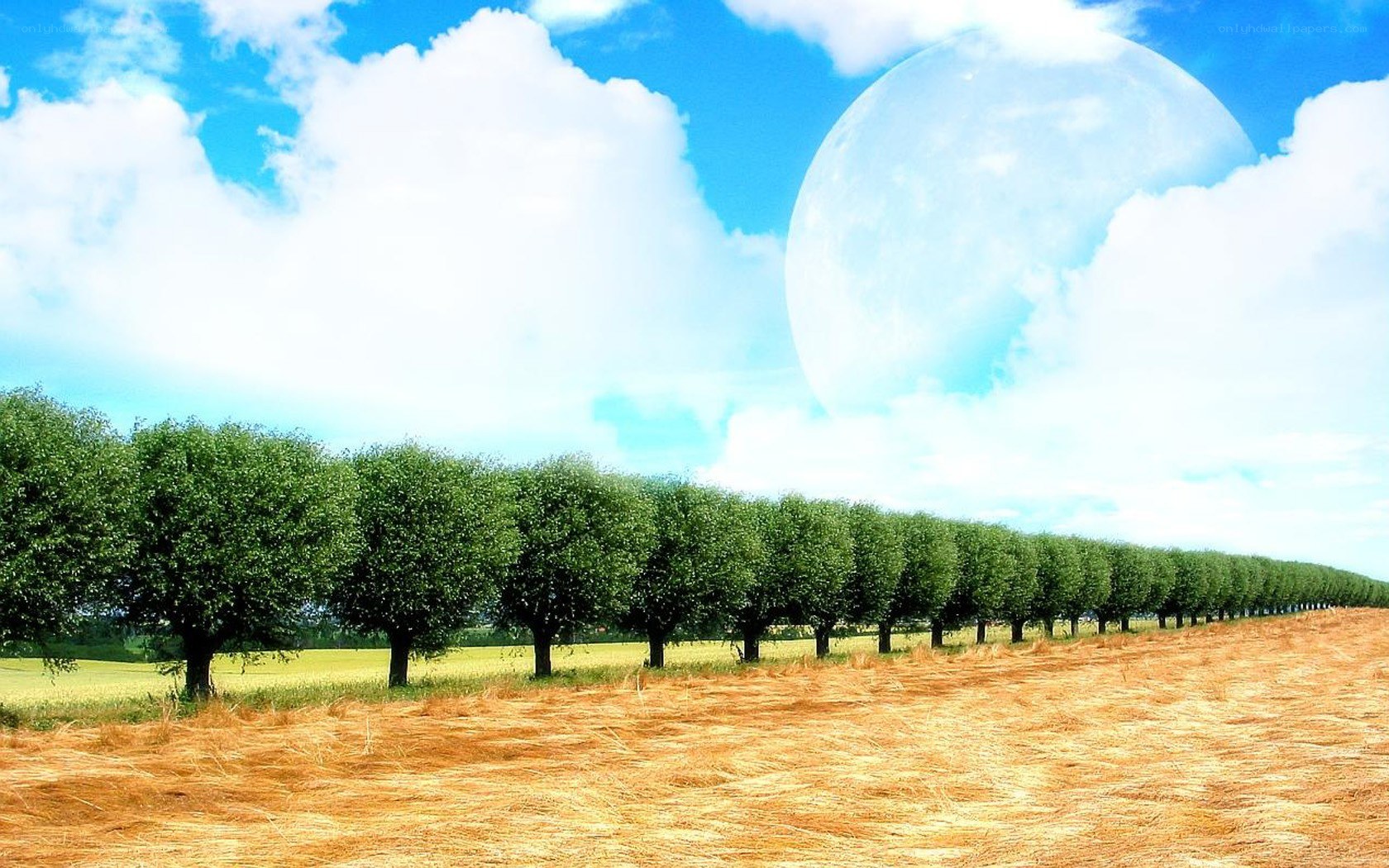 Field with trees and giant moon