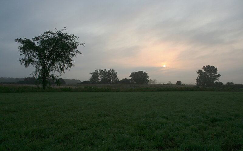 Field with Trees at Sunrise
