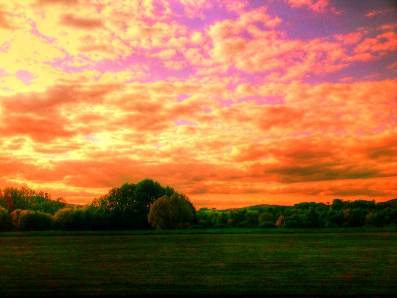 Field with Trees at Sunset — Orange