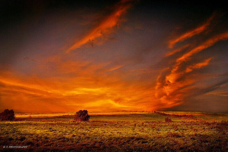 Field with Trees at Sunset