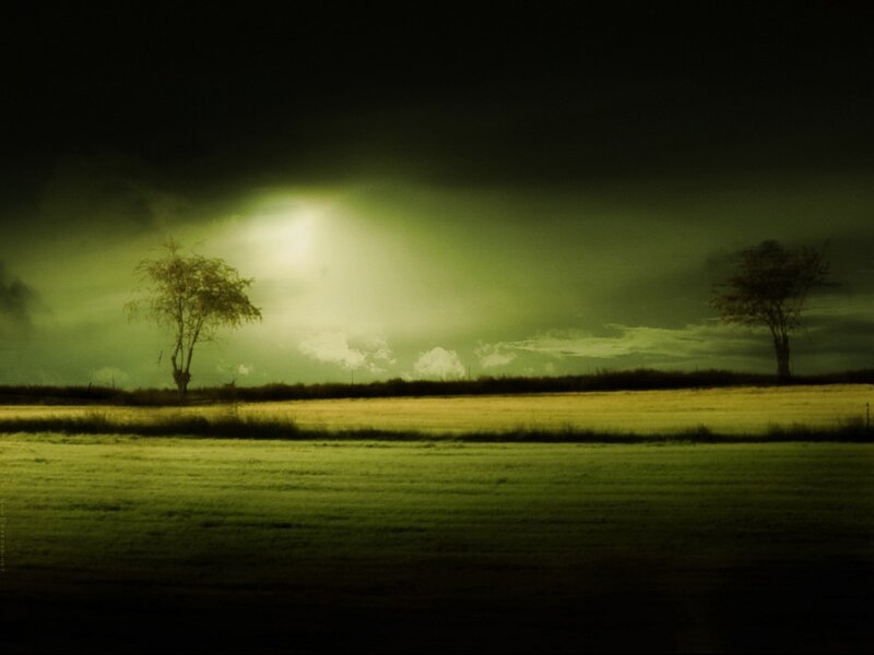 Field with Two Trees