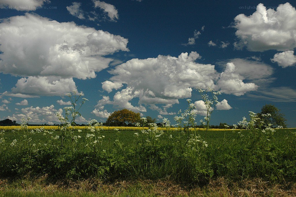 Field with wildflowers and clouds
