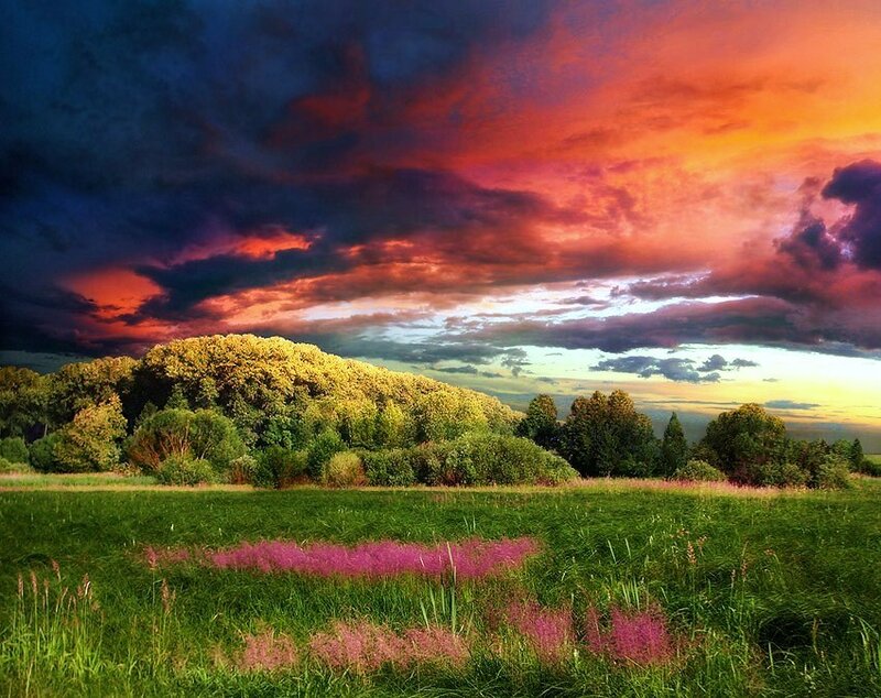 Field with Wildflowers — Green