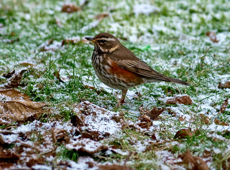 Fieldfare Bird on Ground